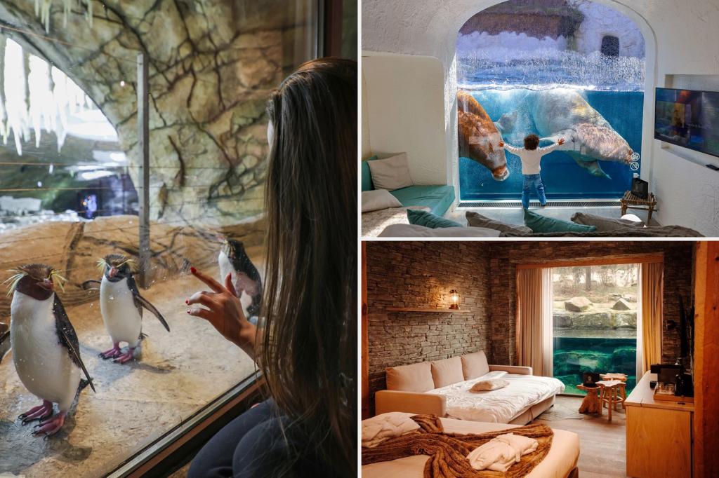 Guests are paying to sleep in the 'Best Zoo in Europe' so they can wake up alongside bears, wolves and penguins