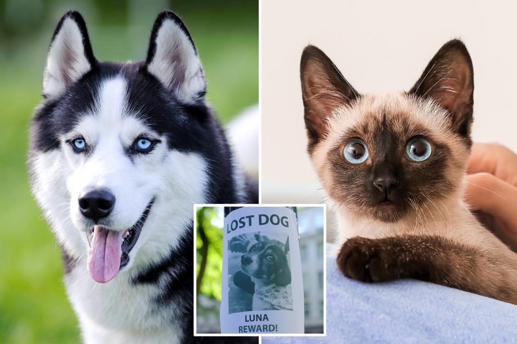 Exclusive | The study reveals that one directs the nation to the missing cat ratios - and may be the second for this reason