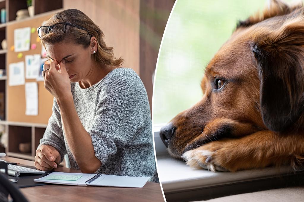 Dog owners residing in work stress can overcome anxiety