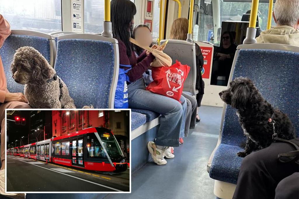 Viral dog photography in public transit sparks debate: 'People must respect public spaces'