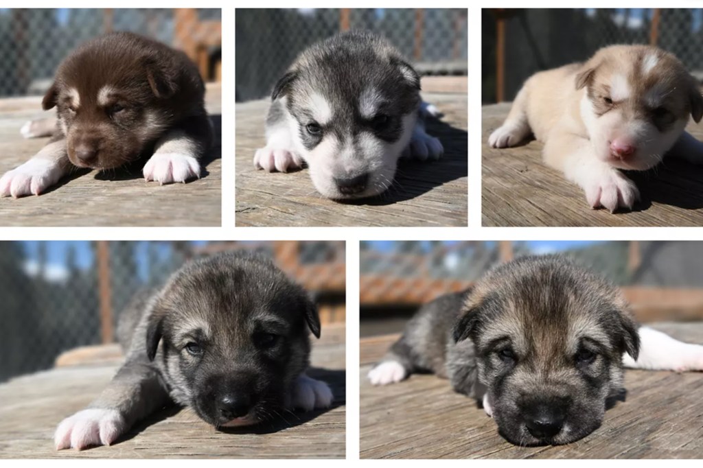 Cubs at the age of almost three weeks. Left to right, from top to bottom: squall (f), storm (f), graupel (m), dew (m), fog (m)