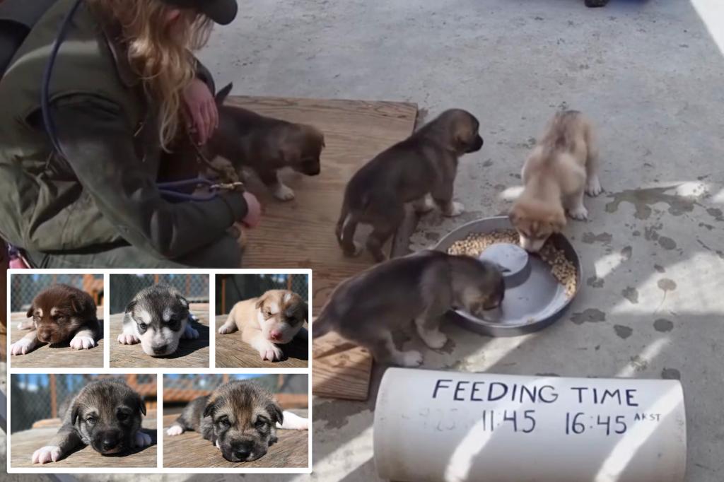 Denali National Park introduces adorable sled dogs, the puppy's live camera