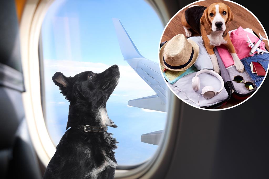 Hotspot for torn vacation over new 'funny' policy for pets in aircraft booths: 'Waste Idea'