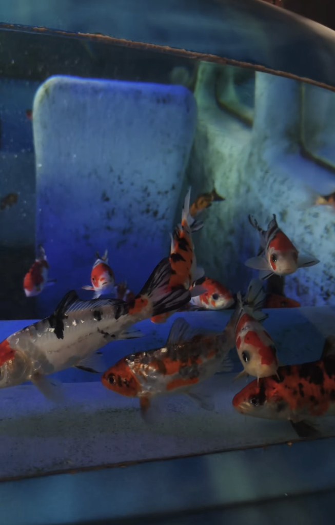 Aquarium of cars